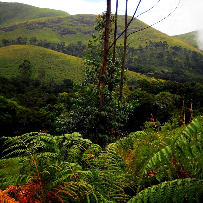 Munnar