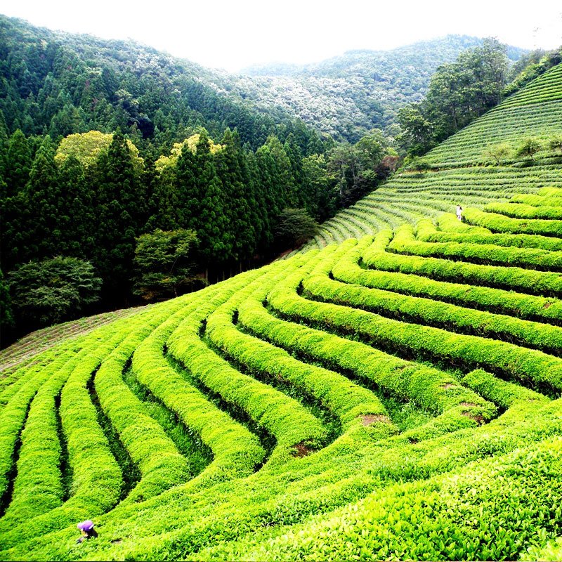 Munnar